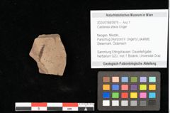 Foto (Objekt + Etikett) von Castanea atavia Unger (NHMW-GEO-2024-0188-0979)